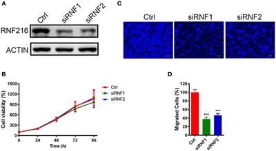 RNF216 Regulates the Migration of Immortalized GnRH Neurons by Suppressing Beclin1-Mediated Autophagy